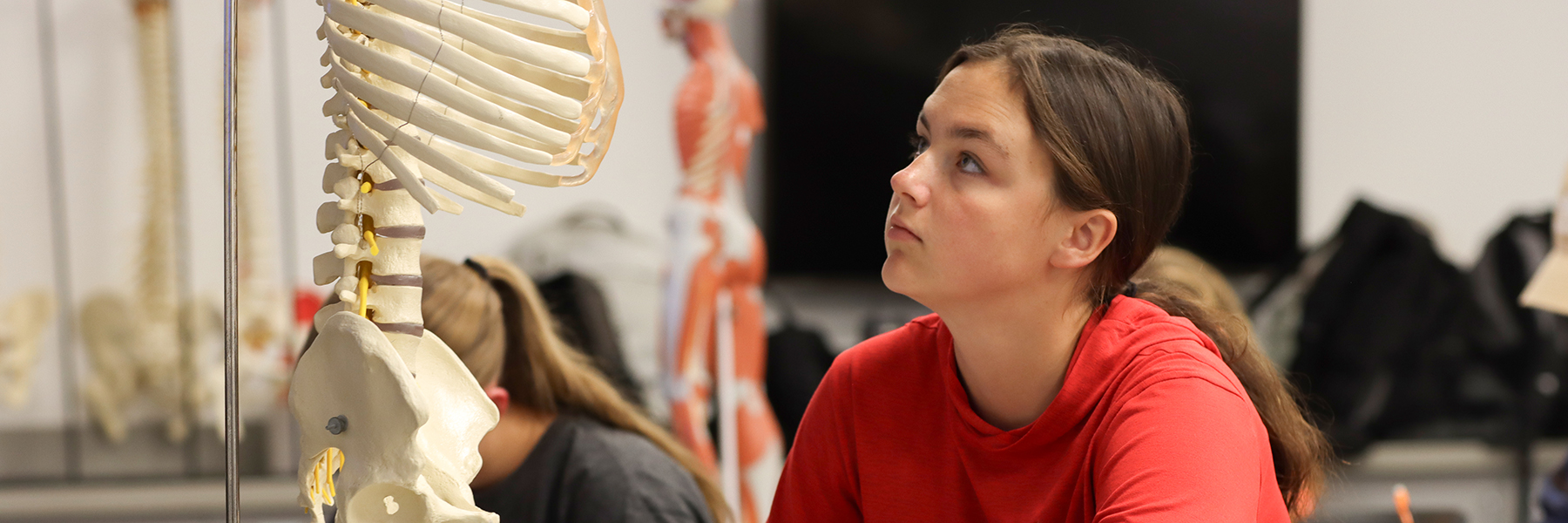 Student looking at human skeleton 